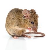 muizen muizen